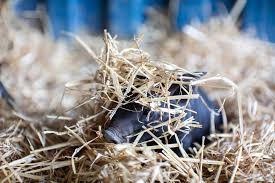 This little piggy went to Lake Mac council… and got registered