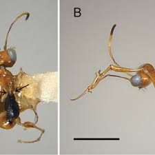 Image result for Gonatopus