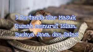 Hal ini kami lakukan agar anda dapat dengan mudah menemukan arti mimpi. 3 Pertanda Ular Masuk Rumah Menurut Islam Budaya Jawa Dan Sains Youtube