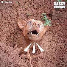 They survived three days submerged in mud! 🥺❤️️ | Sassy ...