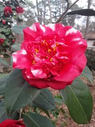 Camellia Gigantea Aka Jolly Roger Indoor Flowering Plants Jolly Roger Camellia
