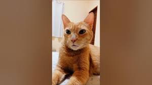 gato mais perigoso do mundo!