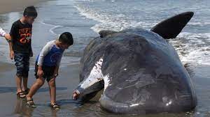 Perut paus sperma sepanjang lebih dari 15 meter itu penuh dengan berbagai sampah plastik warga di pantai yang menghadap teluk manila itu pun mengerubungi bangkai paus tersebut. 10 Fakta Menakjubkan Paus Sperma Muntahan Paus Otak Terbesar Tekno Tempo Co