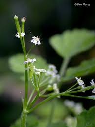 Image result for Searsia monticola