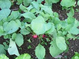 Early spring radishes can literally go from ready to overripe in just a few days. When To Harvest Radishes For The Best Taste Youtube