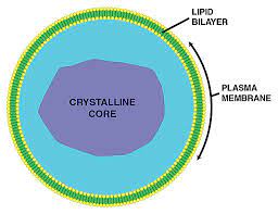 Peroxisomes can be found in the cytoplasm of all eukaryotic cells, including both animal and plant cells. Peroxisomes An Overview Definition Function And Structure