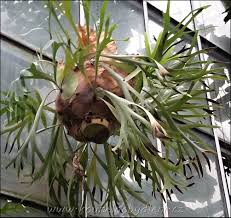 Image result for parožnatka Platycerium