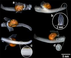 Image result for Gilgiochloa indurata