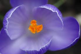 We did not find results for: Dream Meaning Of Saffron Dream Interpretation
