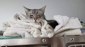 125 reviews of san diego pet hospital dr lisa, is the most awesome veterinarian. San Diego Pet Hospital 41 Photos 124 Reviews Veterinarians 7368 Broadway Lemon Grove Ca Phone Number