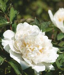 Maybe you would like to learn more about one of these? Yao Yellow Suffruticosa Tree Peony Moutan Botanical Centre