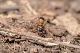 Other home remedies for ants. Ants Ants Nz How To Get Rid Of Ants Jae
