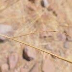 Image result for Stipagrostis uniplumis