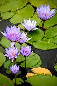 My Wishing Water Lillies Adam Greene Water Lilly Water Lilies Lily Lotus