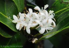 Image result for Psydrax