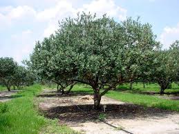 Elm (drake or allee) plant type: Drake Elm For Sale Mulch Masters Jacksonville Fl