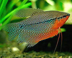 8 ikan hias air tawar yang mudah dipelihara dan harga murah. Jenis Ikan Hias Air Tawar Paling Cantik Di Dunia Lingkungan Hidup Aquarium Air Tawar Ikan Tropis Ikan