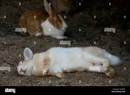 Image result for tbn:nuNU7FPK4A54yM::rvforsaleguide.com/images/bunny-resting-picture.jpg