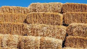 You can store hay indefinitely if the stack is managed correctly; How Much Does A Round Bale Of Hay Weigh Uk