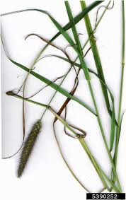 Image result for Cenchrus polystachios