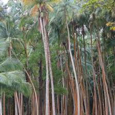 Image result for Acanthophoenix rubra