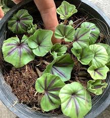 Image result for Nervilia