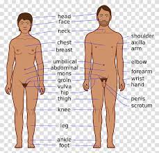 They are a maternal sign, nestled in the fourth house of the zodiac, which rules. Body Chest Body Parts Of Men Person Human Plot Diagram Transparent Png Pngset Com