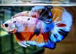 Marble Koi Candy Freshwater Aquarium Fish Betta Fish Koi Betta