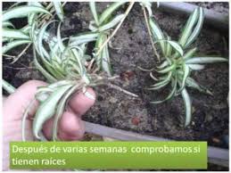 Pin En Flores Y Plantas