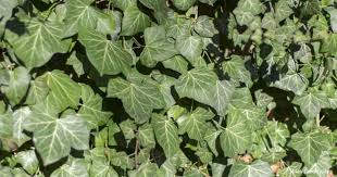 She is the sweetest of all and she would never hurt you. How To Kill English Ivy Avoid Control Eradicate Plant Care Today