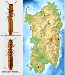 Image result for Cylindropsis