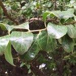 Image result for Dovyalis zeyheri