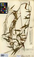 Image result for Panicum calvum