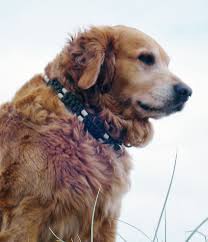 Welches gemüse hunde fressen dürfen, zählen wir als liste mit 33 gemüsesorten auf, von artischocke bis zucchini. Erstaunliche Erfahrungen Mit Der Em Keramik Em E V