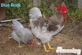 We offer a variety of broiler strains that can fit your specific needs for small or commercial markets. Plymouth Rock Or Barred Rock Veejay Chicken Breeds Facebook