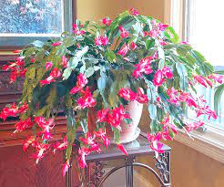 Buy or sell new and used items easily on facebook marketplace, locally or from businesses. Christmas Cactus Is Plant Of The Month Local News Heraldchronicle Com