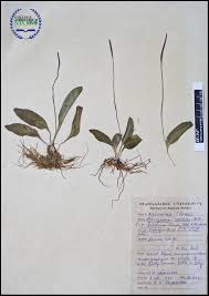 Image result for Ophioglossum costatum