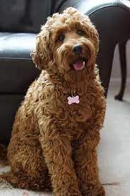 Browse thru labradoodle puppies for sale near durham, north carolina, usa area listings on puppyfinder.com to find your perfect puppy. Pin By Lynne Gumbleton On Dogs In 2021 Labradoodle Labradoodle Puppy Australian Labradoodle