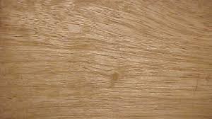 Image result for Terminalia superba