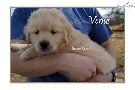 Mum is our family pet and has a lovely temperament, puppies are reared in the family home and are well socialised with children, adults, and. Venus Golden Retriever Puppy For Sale Near Dallas Fort Worth Texas 6a8b3eb7 3b71