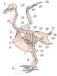 These bones, including the leg bones, ribs, and shoulder blades, serve as a source of stored calcium for the hen to tap into to make strong egg although the chicken's skeleton implies good flying skills, a chicken's muscles tell a different story — chickens are better walkers than flyers. Bird Anatomy Wikipedia