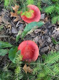 Image result for Russula sp.