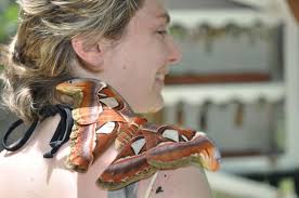 photos. submitted by visitors