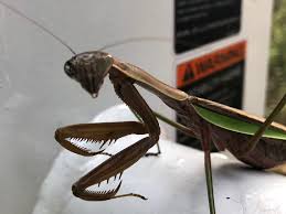 Some people even keep them as pets. Interesting Facts About The Praying Mantis Cannibal Insect