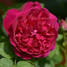 David austin named munstead wood rose after of the horticulturalist and garden designer gertrude jekyll's home in surrey, england. Munstead Wood Rose Rot Ca 100cm David Austin 2007 Rosa Munstead Wood Online Bestellen