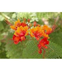 Image result for Caesalpinia rubra