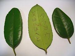 多羅葉 タラヨウ