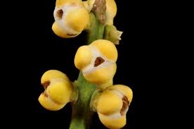 Image result for Aphanamixis