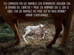 13 Inspiradoras Frases Sobre El Amor A Los Animales Frases De Caballos Frases Bonitas De Libros Frases