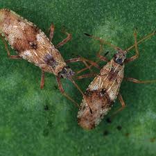 Image result for Hermannia micropetala